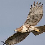12SB8083 Red-tailed Hawk